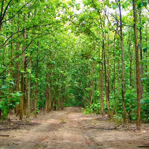 Teak Wood Quality Checking